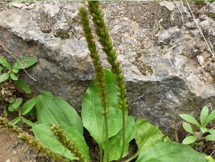 植物怎样传播种子资料