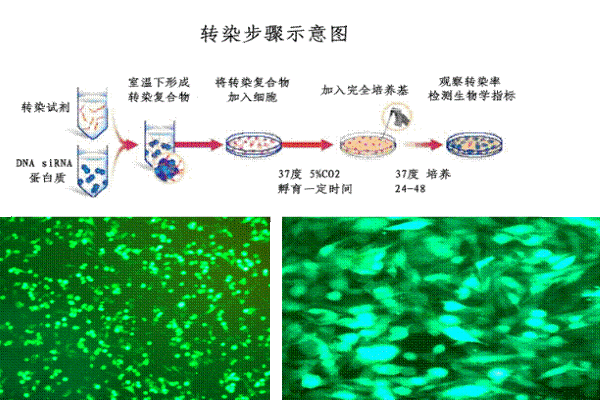 质粒转染和病毒转染有什么本质上的区别