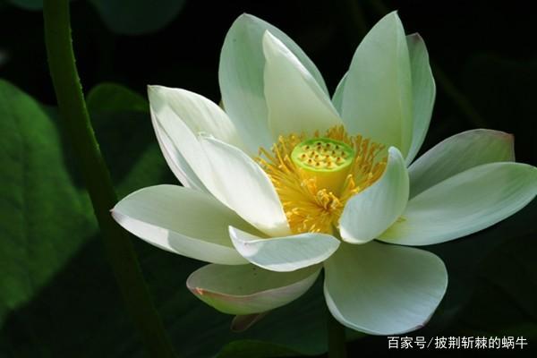 “白莲花”是什么意思？