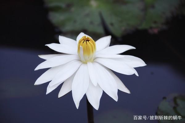 “白莲花”是什么意思？