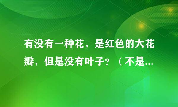 有没有一种花，是红色的大花瓣，但是没有叶子？（不是彼岸花）