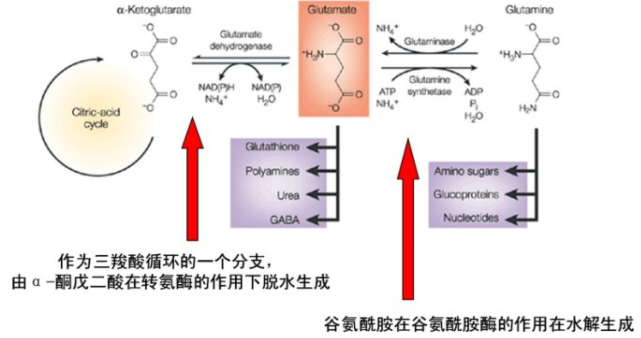 薄层色谱法中的展开剂如何选择？