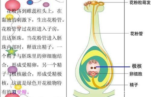 相对于无性繁殖，有性繁殖究竟有什么优势？