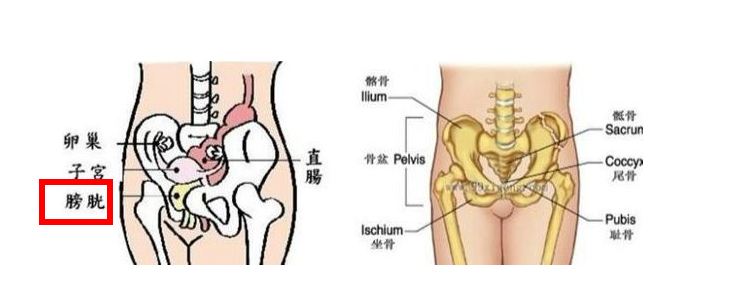 女性膀胱在哪个位置图