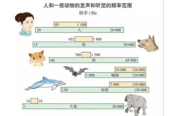 人能听到的声音频率范围大约是多少？