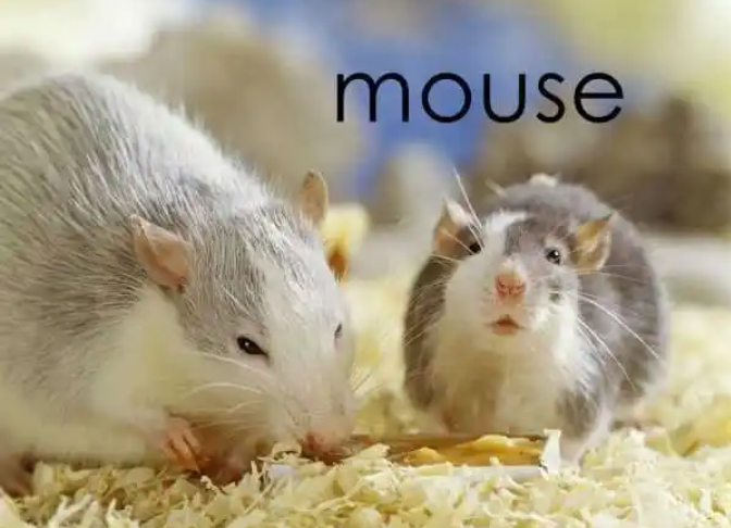 mouse是什么意思