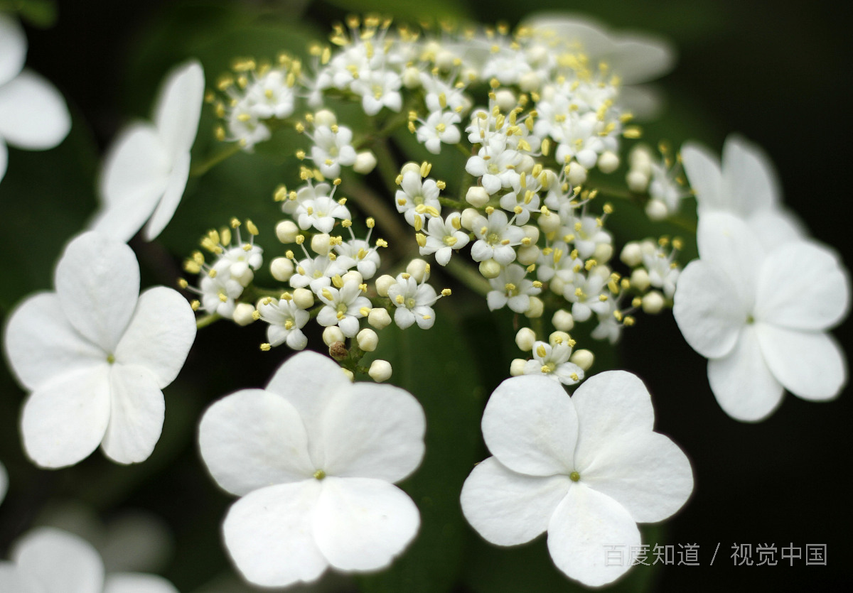 每个人都是第一无二的,你不要妄自菲薄,什么意思？