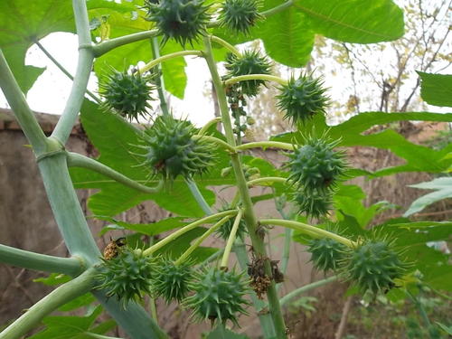 蓖麻种植技术