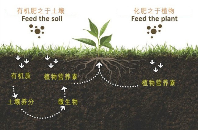 钾肥是什么肥料