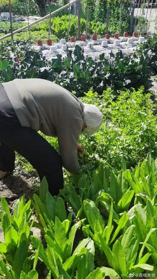 上海一小伙薅光菜地送抗疫酒店，他的举动有多暖心？