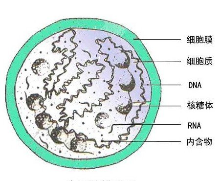 衣原体是什么？