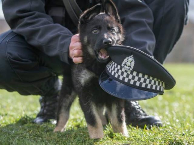 河南南阳超奶警犬被抱着排队吃药，这些警犬有多可爱？