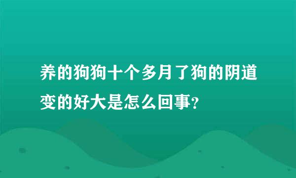 养的狗狗十个多月了狗的阴道变的好大是怎么回事？