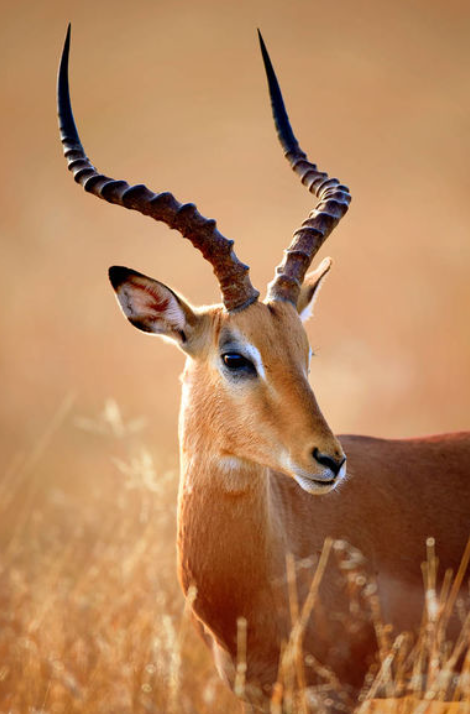 gazelle是什么意思