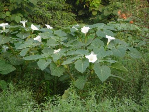 蓖麻种植技术