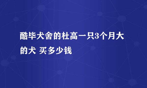 酷毕犬舍的杜高一只3个月大的犬 买多少钱