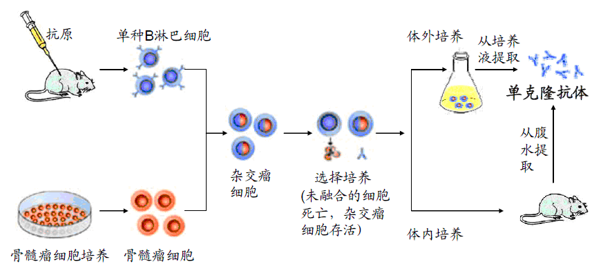 抗体是如何产生的