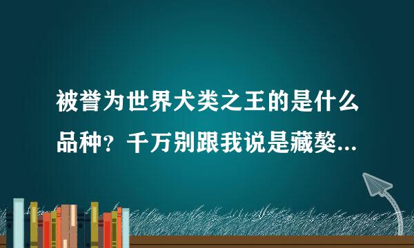 被誉为世界犬类之王的是什么品种？千万别跟我说是藏獒，那个人为炒作因素太多了。