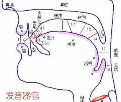 人的发音器官是什么？