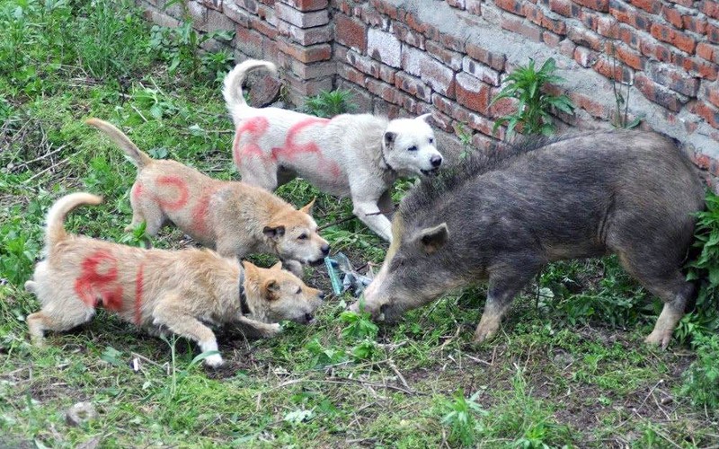 中国守山犬这个犬种存在吗