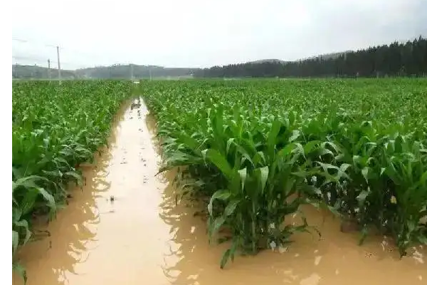 河南南阳遭遇暴雨袭击，给当地农作物带来了哪些影响？