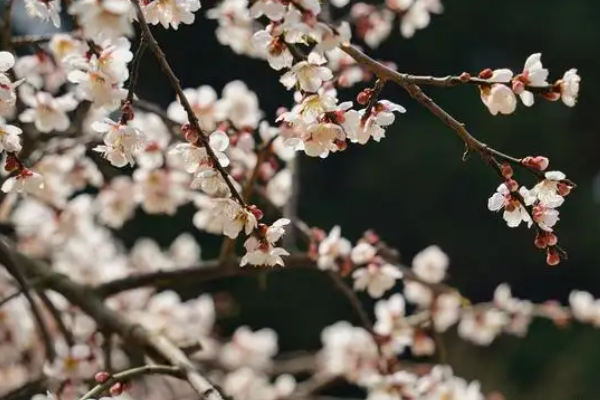 中国的国花是什么花？