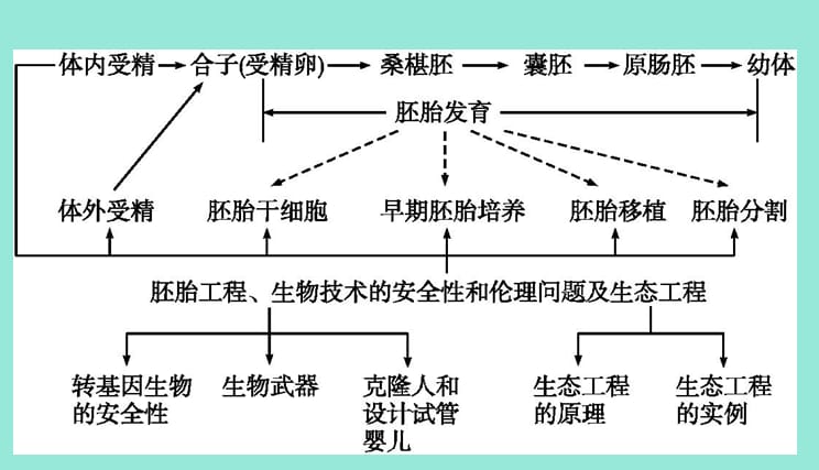 胚胎工程包括哪些技术