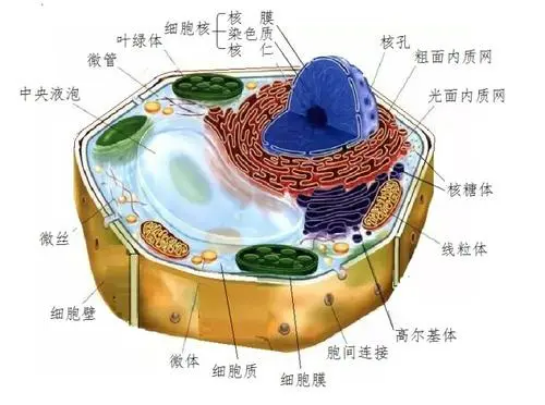 动物细胞中的能量转换器是啥?