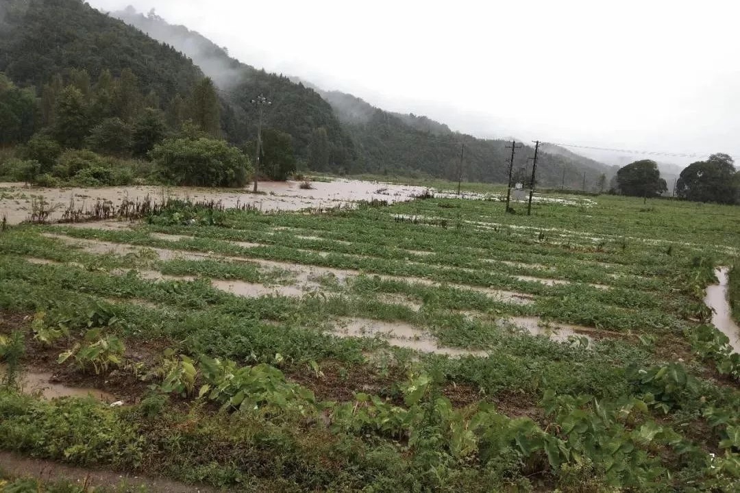 南方还将有4轮强降雨，将对农作物产生多大影响？