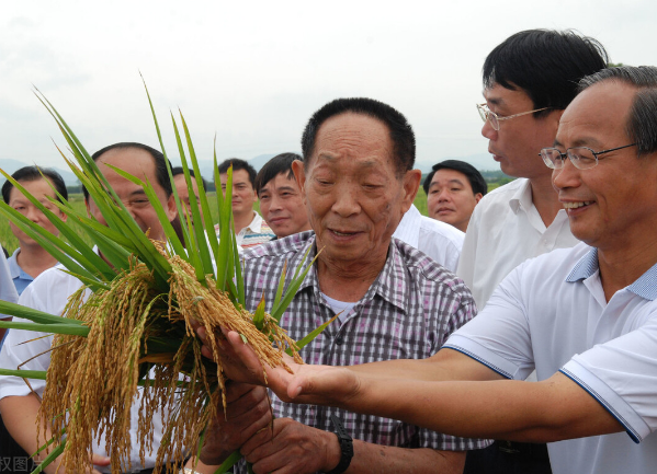 杂交水稻是转基因吗？