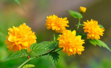 棠棣花怎么读？