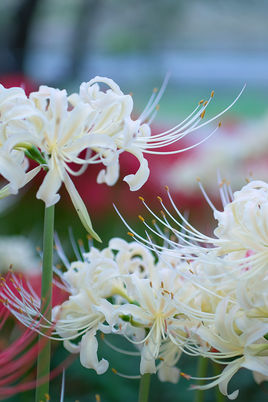 代表死亡的花有哪些（包括花语）