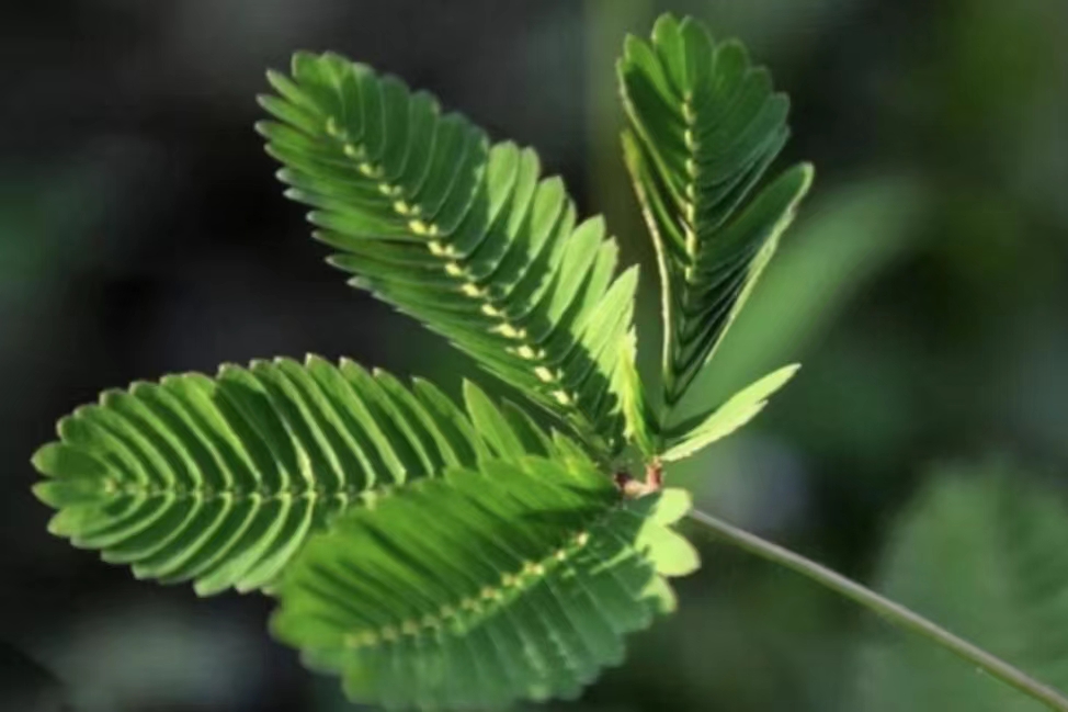 含羞草长什么样子