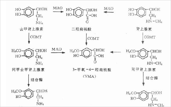 肾上腺素是什么，有什么用？