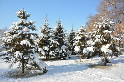 大雪压青松青松挺且直是什么意思