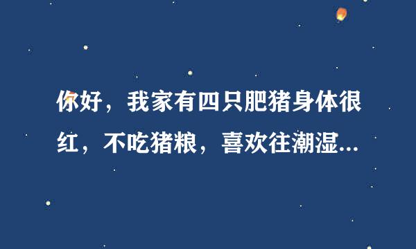 你好，我家有四只肥猪身体很红，不吃猪粮，喜欢往潮湿的地方睡，有时鼻子很干燥，有解决的办法吗？