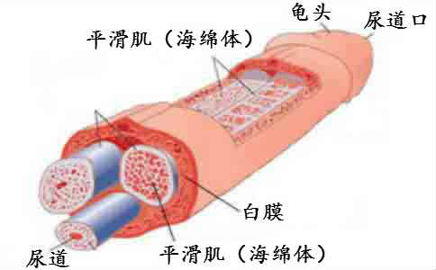 海绵体是什么，有什么作用呢