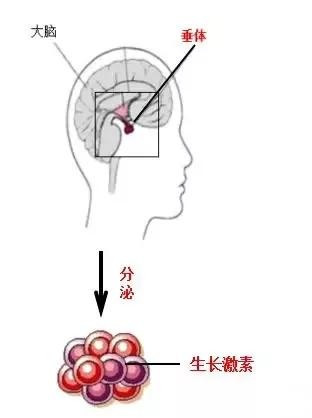 打生长激素针有副作用吗