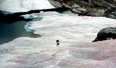 南极又出现西瓜雪，西瓜雪的形成原理是什么？