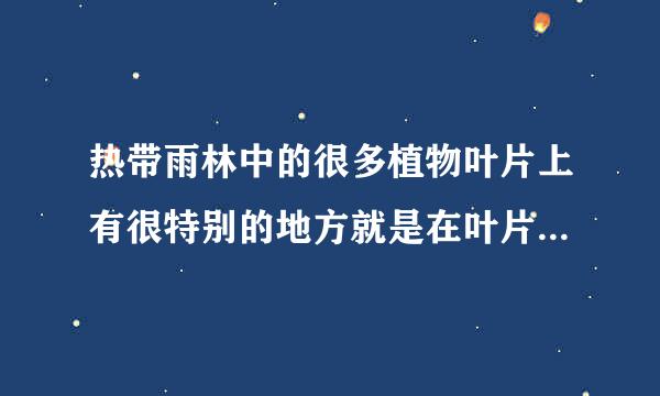 热带雨林中的很多植物叶片上有很特别的地方就是在叶片顶端会拖出一根细长的尖