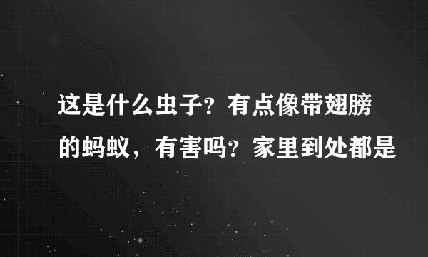 这是什么虫子？有点像带翅膀的蚂蚁，有害吗？家里到处都是