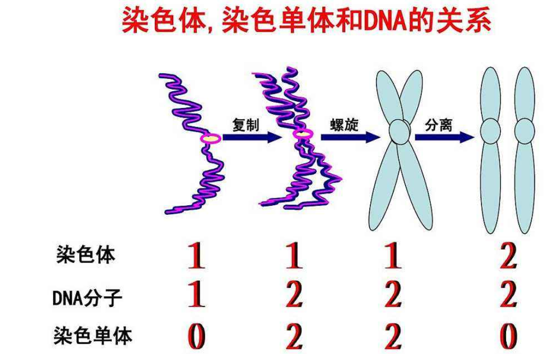 染色单体形成时期