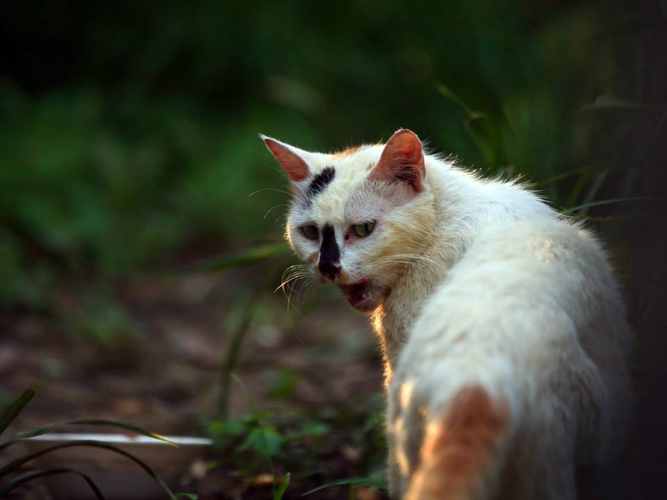 收养流浪猫有危险吗？