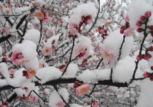 我爱你塞北的雪(简谱)