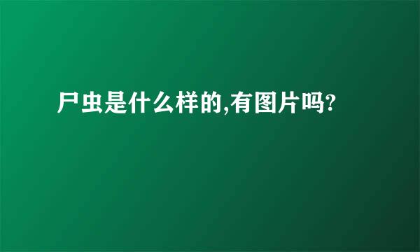 尸虫是什么样的,有图片吗?