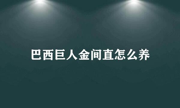 巴西巨人金间直怎么养