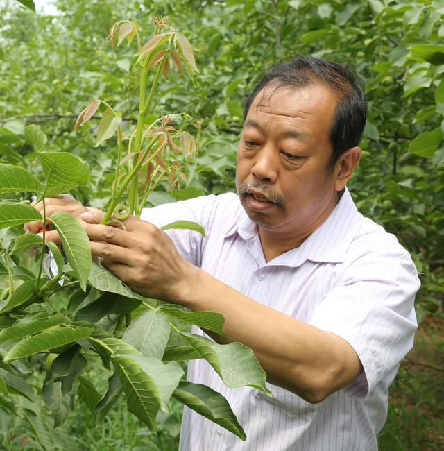 追记河北农业大学教授李保国，他生前都做出了哪些贡献？