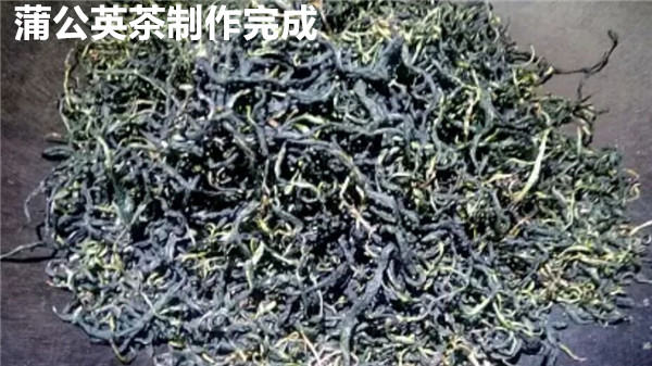 怎样制作蒲公英茶