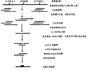 图位克隆的概念