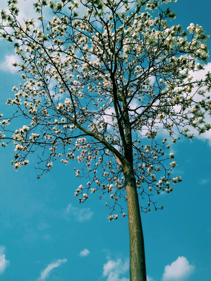 不同季开花的树